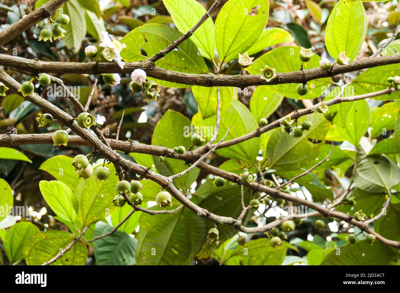 Wild tree bellucia axinanthera. Stock Photo