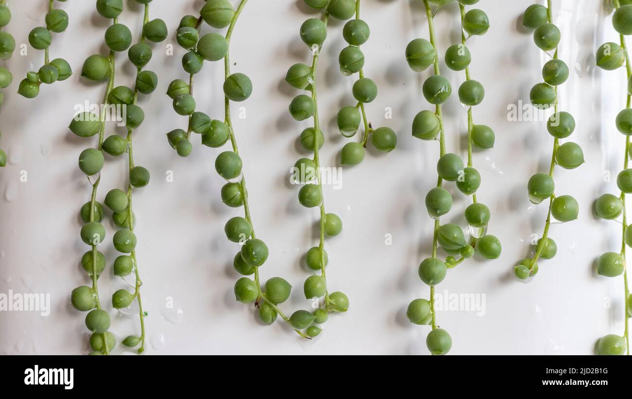 String of pearls hanging from a white pot isolated background Stock Photo
