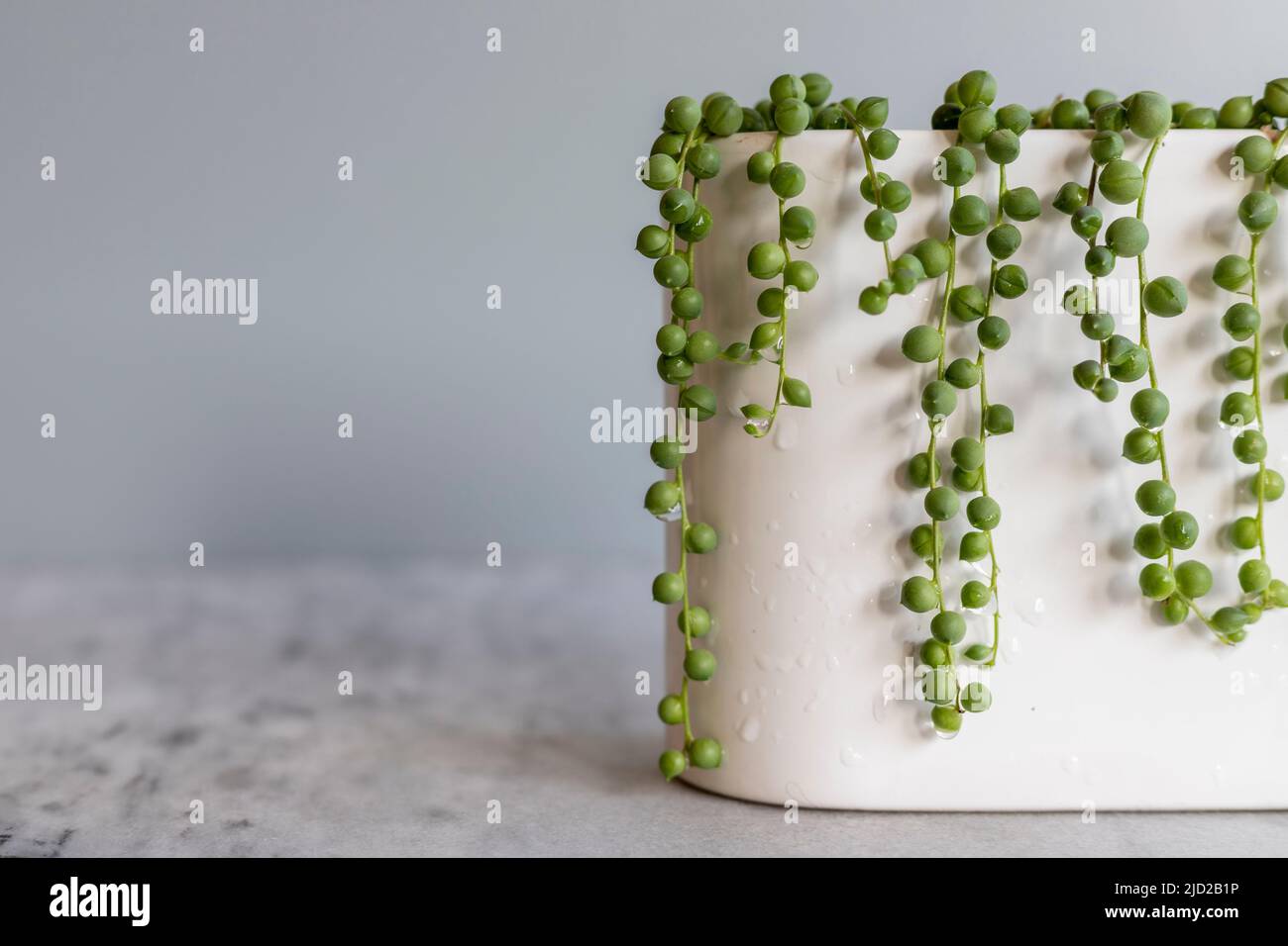 String of peas or string of pearls hanging from a decorative planter