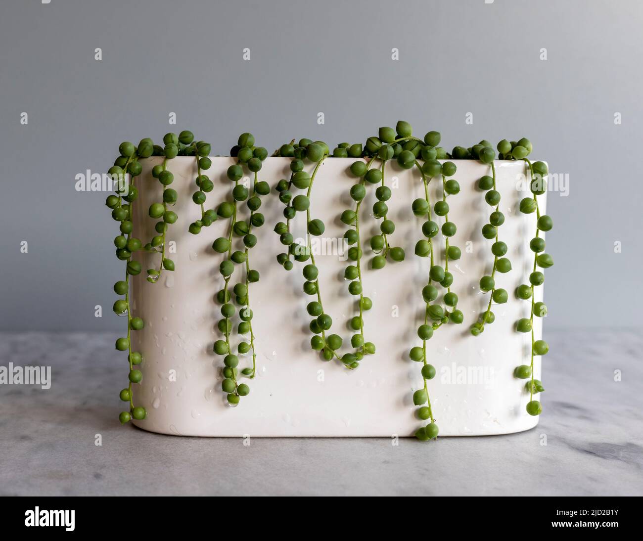 String of pearls plant spill over the sides of a beautiful planter Stock Photo