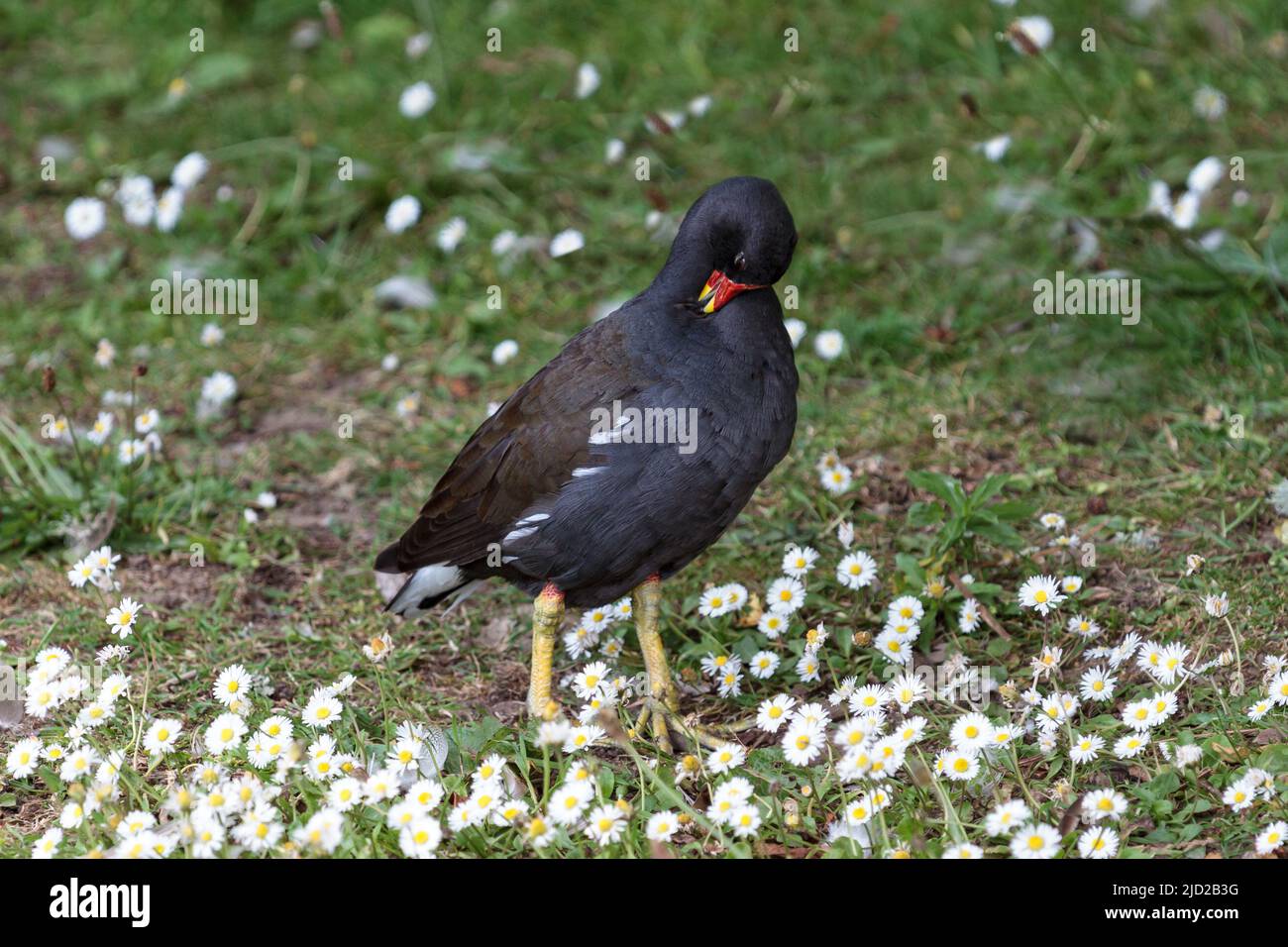 A lone Moorhen preening while should among daisies on a river bank Stock Photo