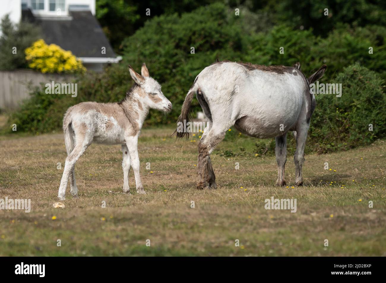 New Forest Donkey Foals Stock Photo