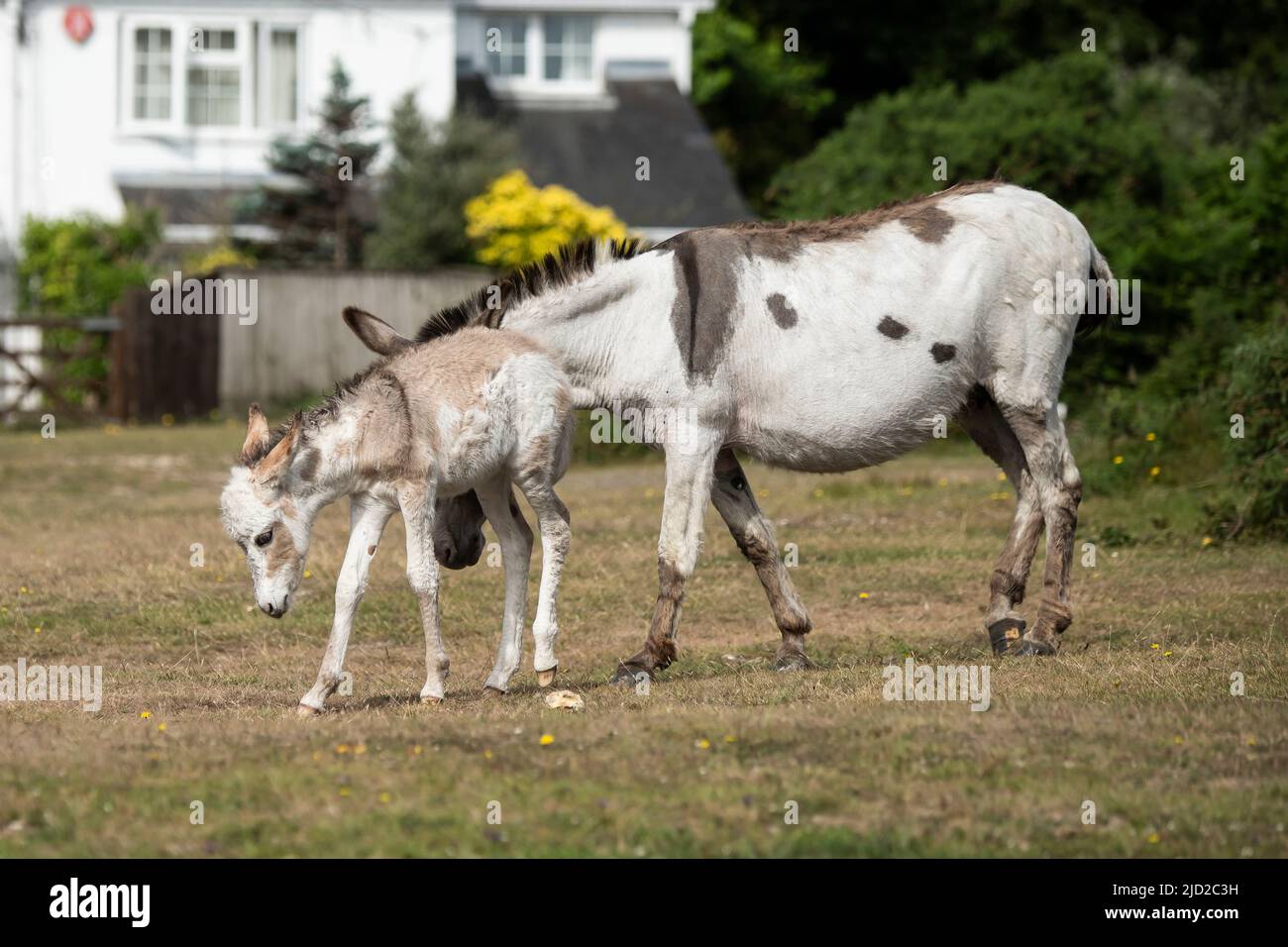New Forest Donkey Foals Stock Photo