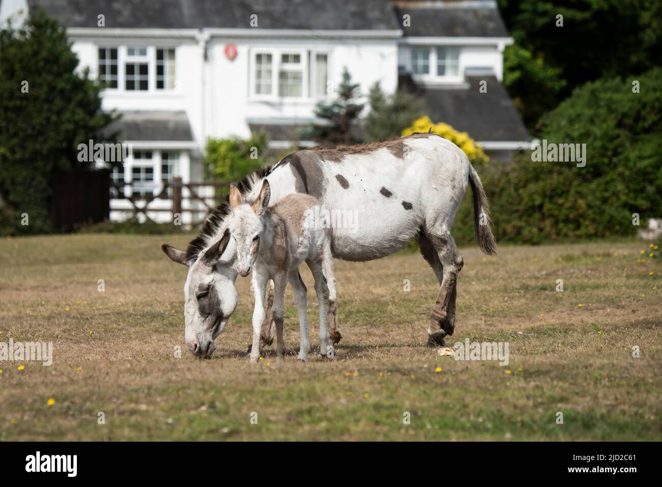 New Forest Donkey Foals Stock Photo