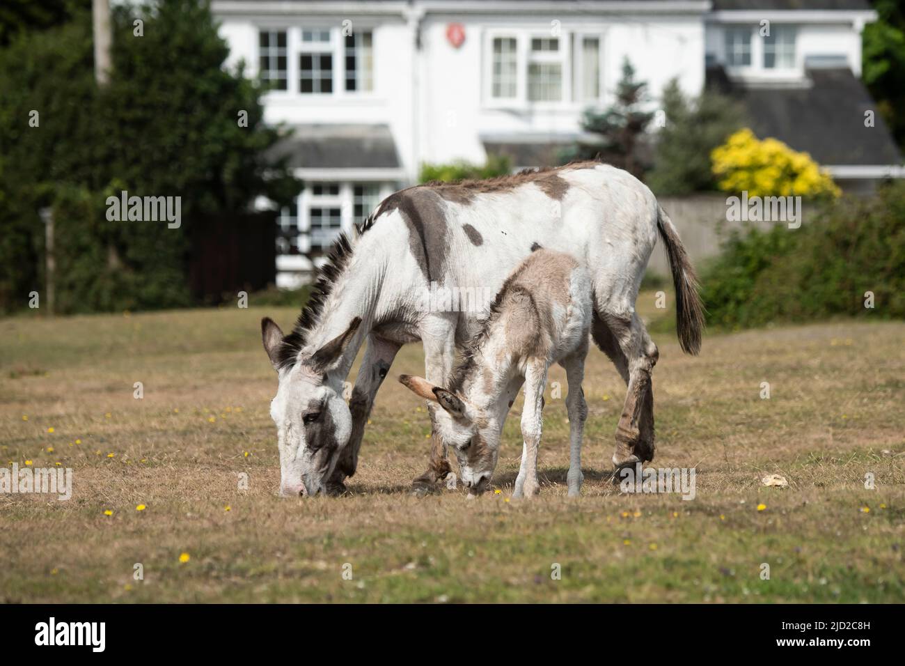 New Forest Donkey Foals Stock Photo