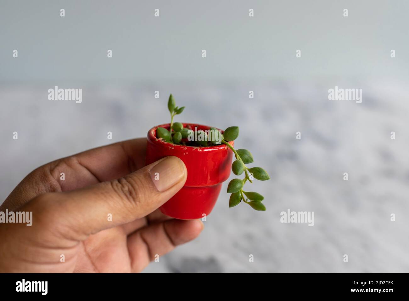 String of tears plant