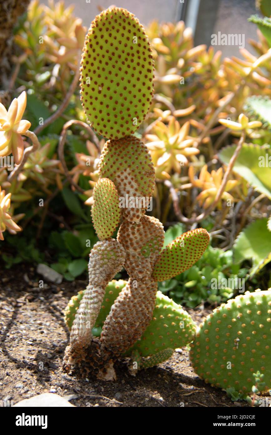 green Phyllocactus with Spikes in the desert Stock Photo - Alamy