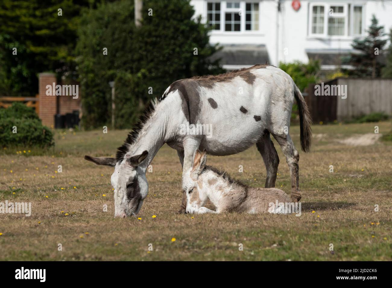 New Forest Donkey Foals Stock Photo