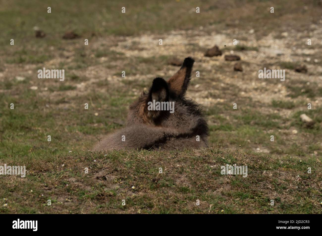 New Forest Donkey Foals Stock Photo