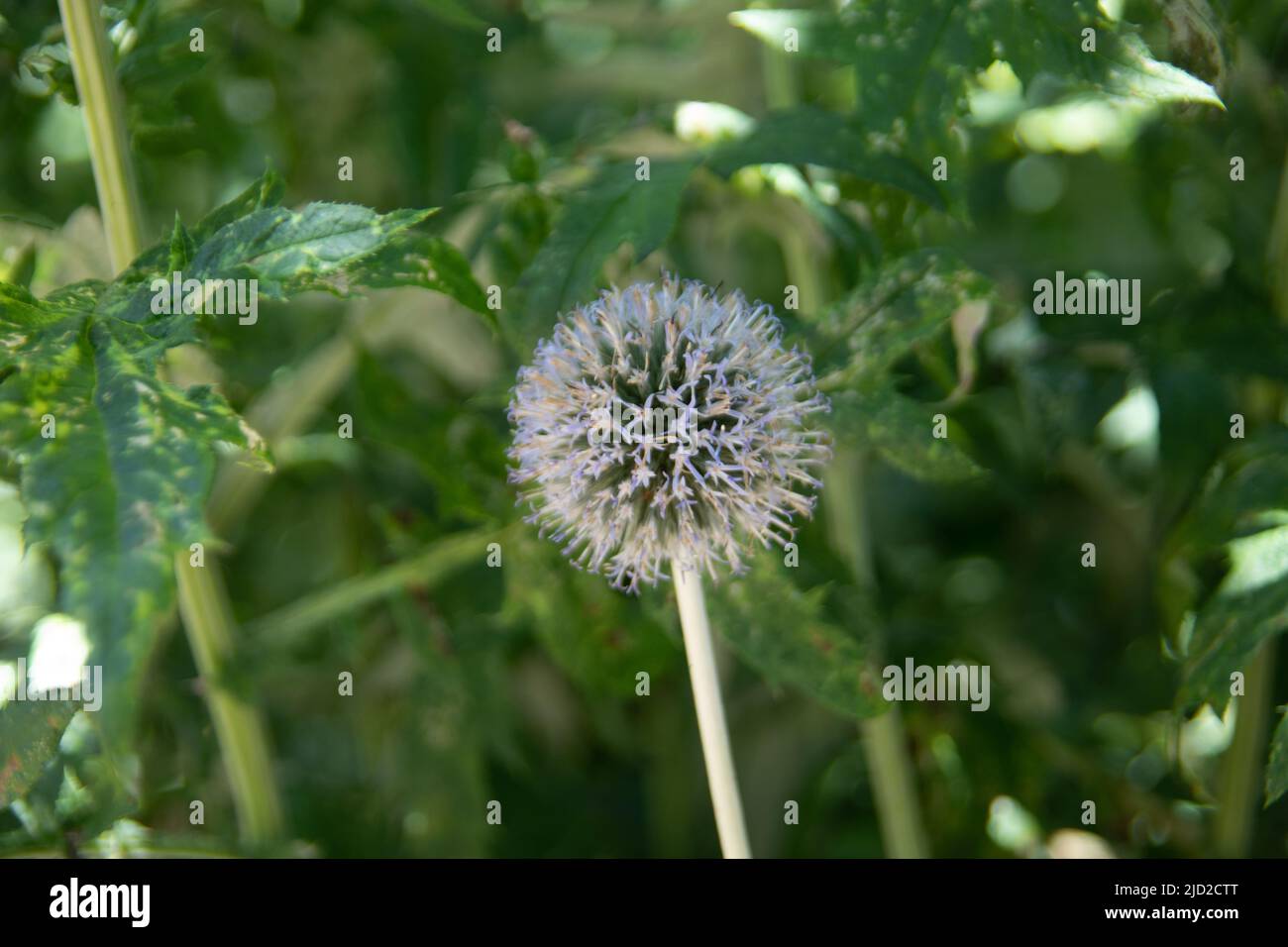 Globe thistle with infructescence and green leaves Stock Photo