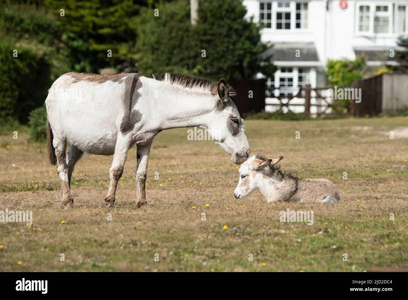 New Forest Donkey Foals Stock Photo