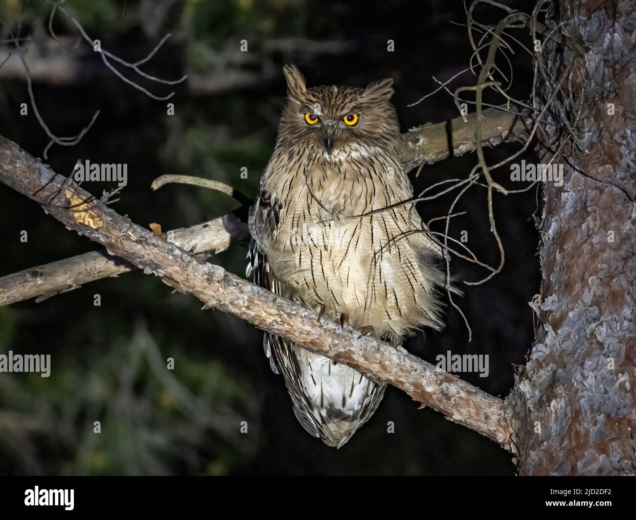 A Brown Fish-Owl (Ketupa zeylonensis) perched on a branch at night. Antalya, Türkiye. Stock Photo