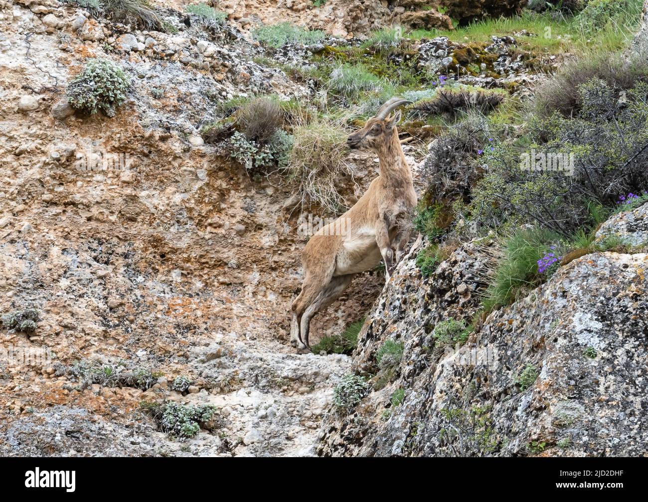 A Wild Goat (Capra aegagrus) on rocky cliff of the Taurus Mountains. Aladaglar National Park, Niğde, Türkiye. Stock Photo