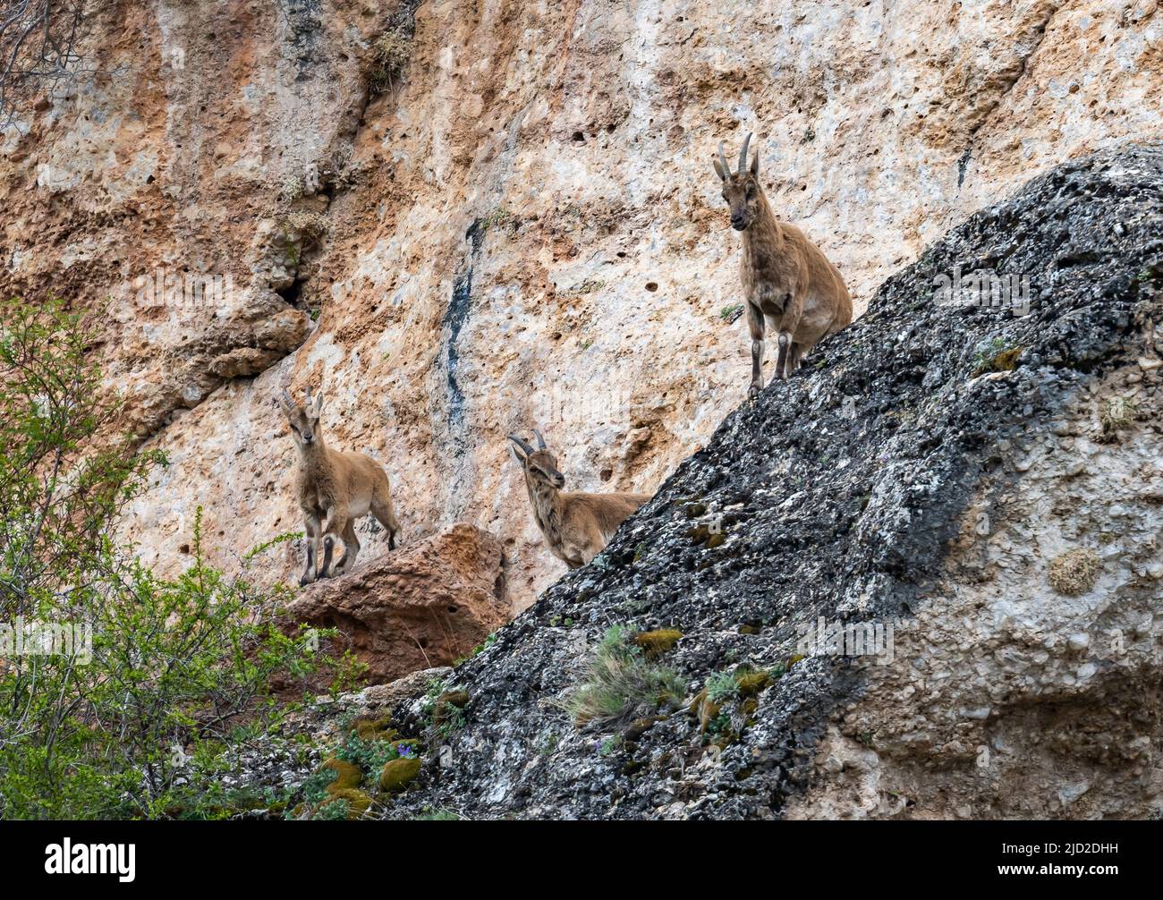 A female Wild Goat (Capra aegagrus) and two of her kids on a rocky cliff of Taurus Mountains. Aladaglar National Park, Niğde, Türkiye. Stock Photo