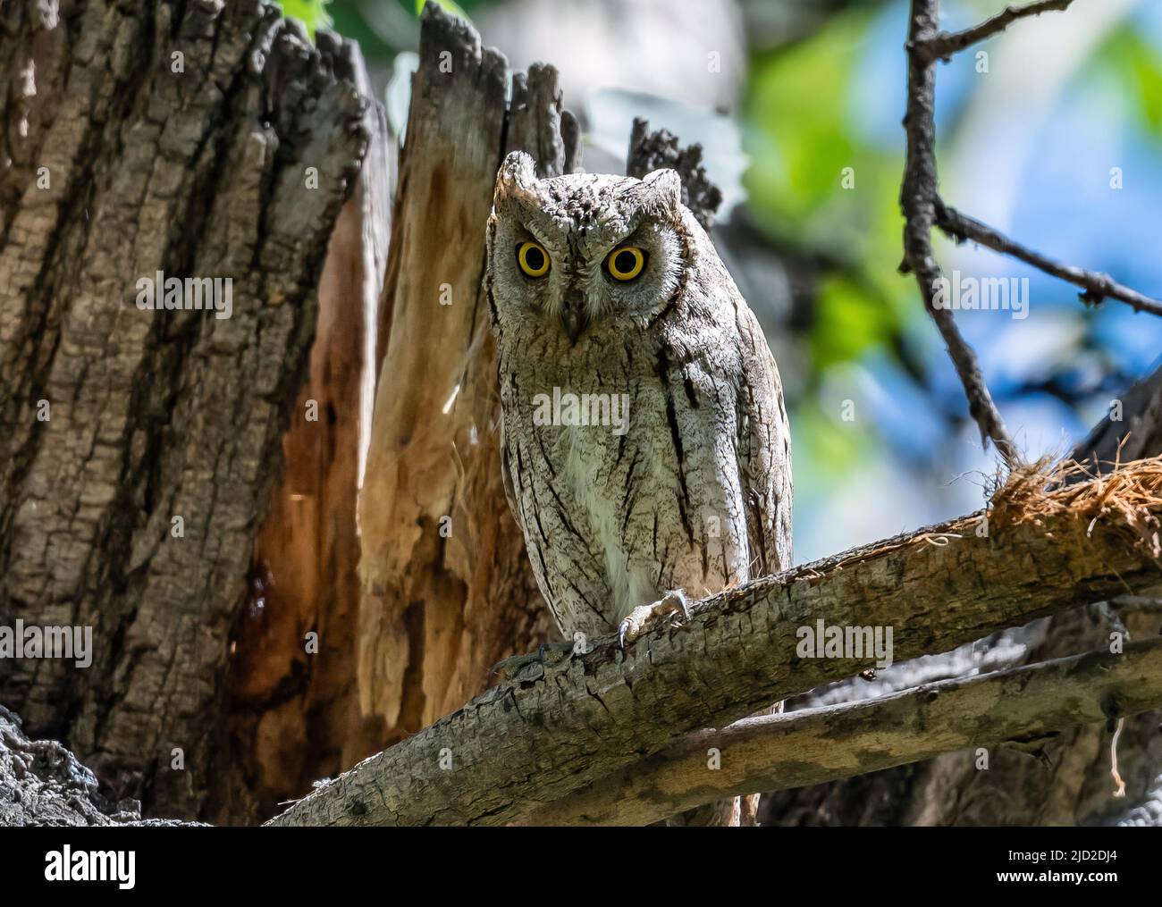 A Pallid Scops-Owl (Otus brucei) perched on a branch. Birecik, Türkiye. Stock Photo
