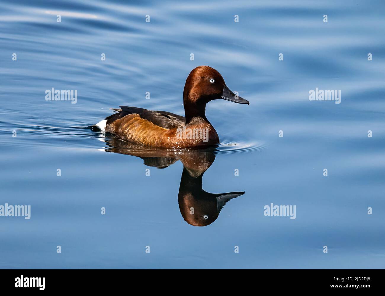 A Ferruginous Duck (Aythya nyroca) swiming in the Euphrates River.. Birecik, Türkiye. Stock Photo