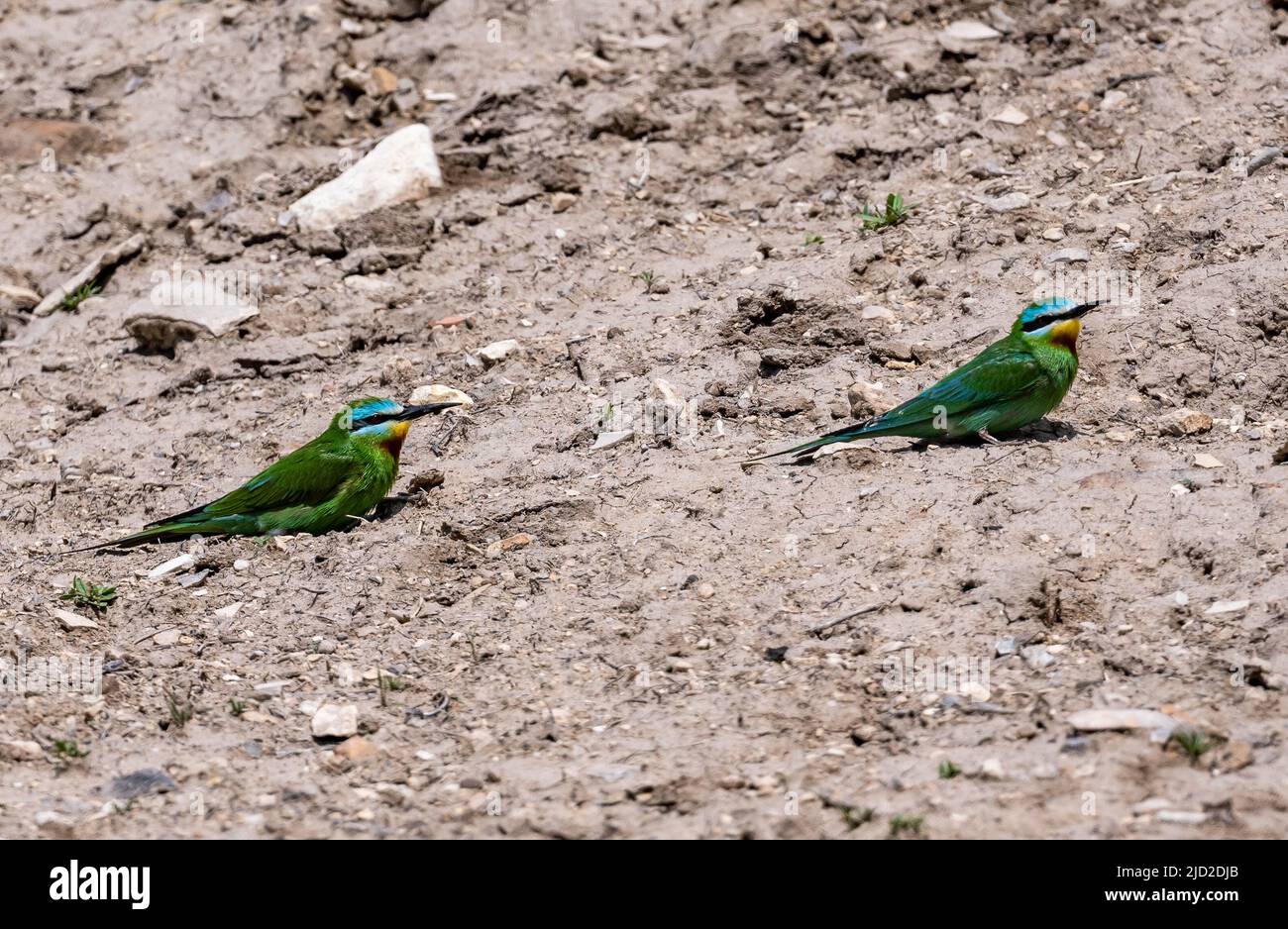 Blue-cheeked Bee-eater (Merops persicus). Şanlıurfa, Türkiye. Stock Photo