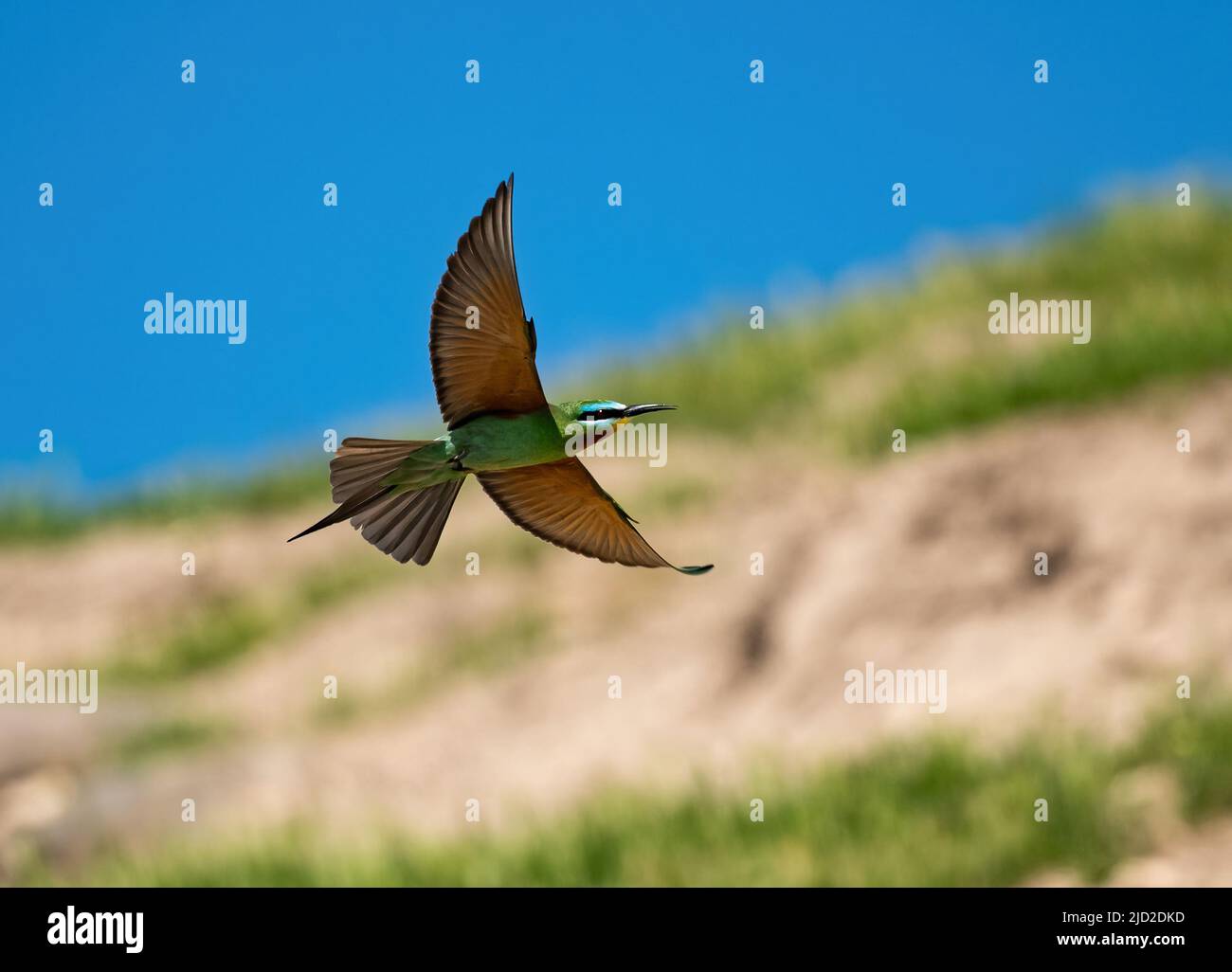 Blue-cheeked Bee-eater (Merops persicus) in flight. Şanlıurfa, Türkiye. Stock Photo