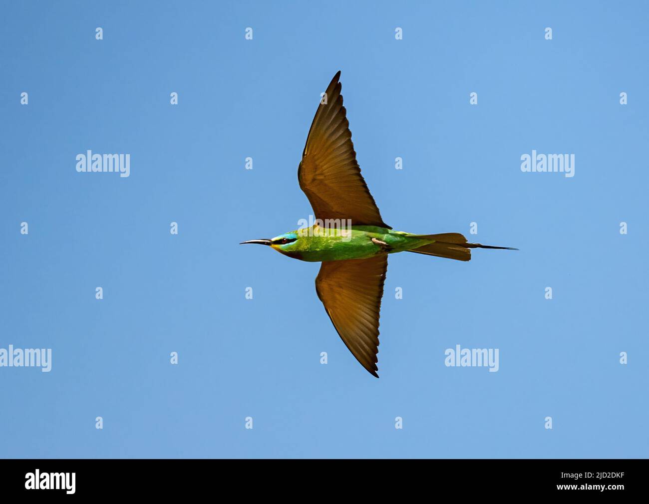 Blue-cheeked Bee-eater (Merops persicus) in flight. Şanlıurfa, Türkiye. Stock Photo