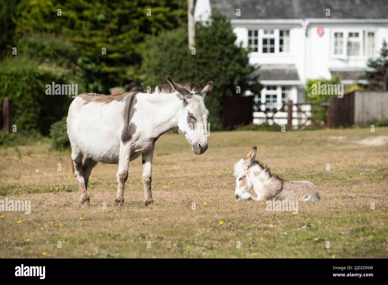 New Forest Donkey Foals Stock Photo