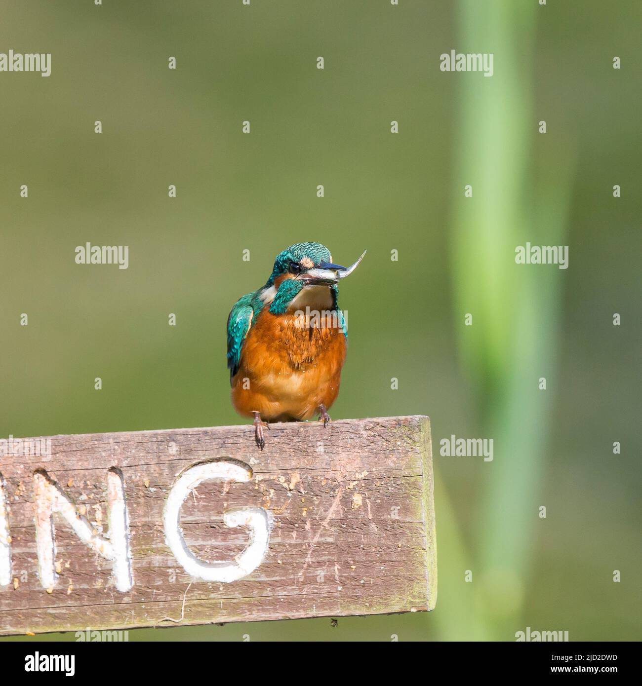 Arley, UK. 17th June, 2022. UK weather: very warm temperatures and bright skies offer the perfect time for a little fishing. A busy kingfisher bird perches on a 'No Fishing' sign eating the freshly caught fish in its beak. Credit: Lee Hudson/Alamy Live News Stock Photo