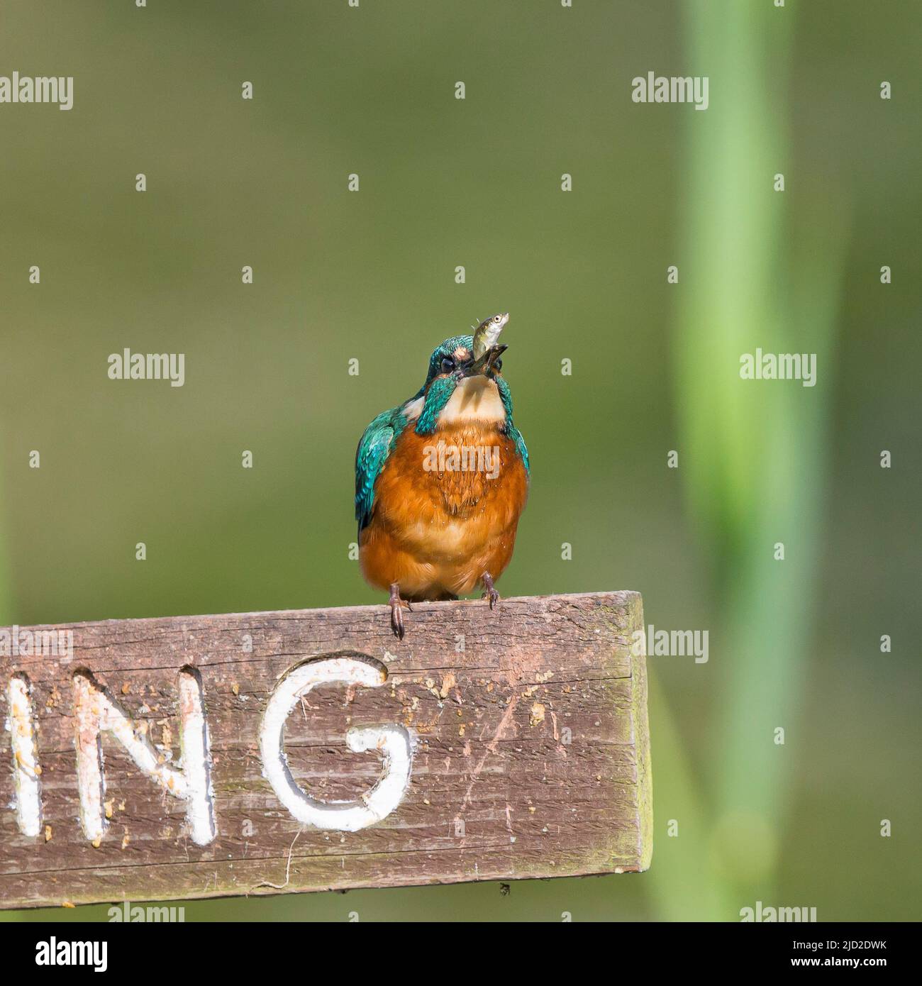 Arley, UK. 17th June, 2022. UK weather: very warm temperatures and bright skies offer the perfect time for a little fishing. A busy kingfisher bird perches on a 'No Fishing' sign eating the freshly caught fish in its beak. Credit: Lee Hudson/Alamy Live News Stock Photo