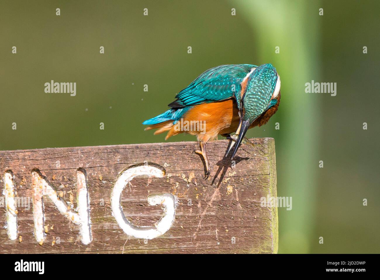 Arley, UK. 17th June, 2022. UK weather: very warm temperatures and bright skies offer the perfect time for a little fishing. This kingfisher bird successfully takes a fish from a fishing pool and enjoys its meal perching in the summer sunshine. Credit: Lee Hudson/Alamy Live News Stock Photo