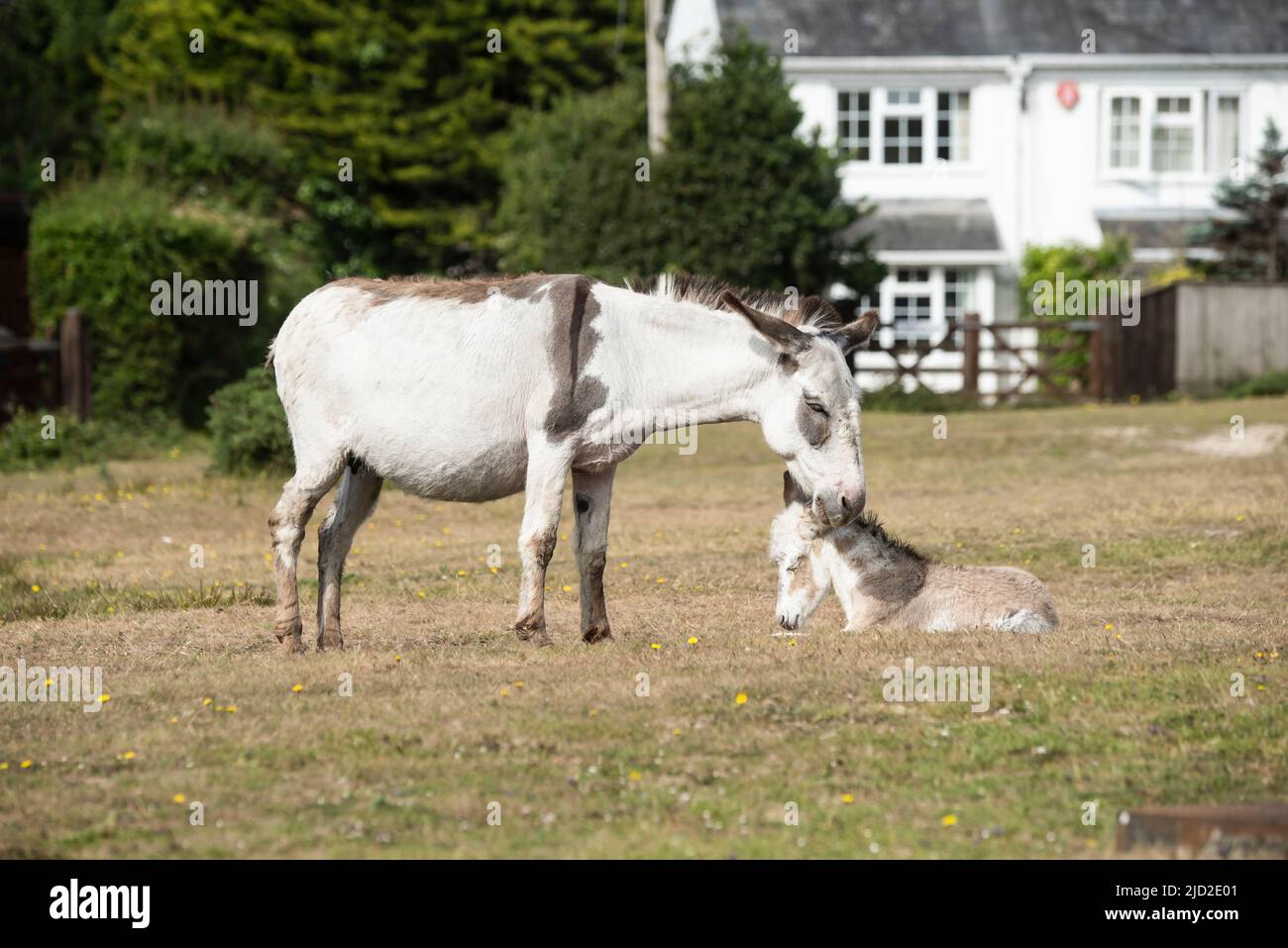 New Forest Donkey Foals Stock Photo