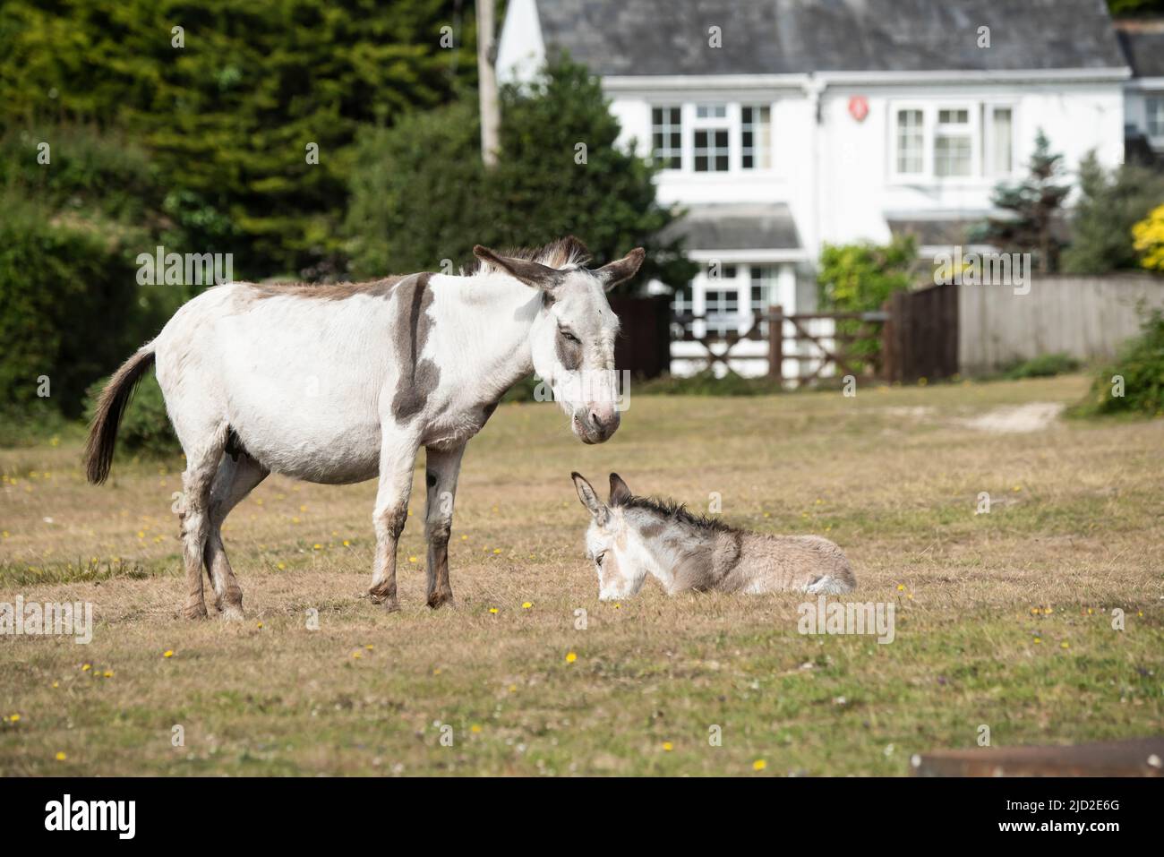 New Forest Donkey Foals Stock Photo