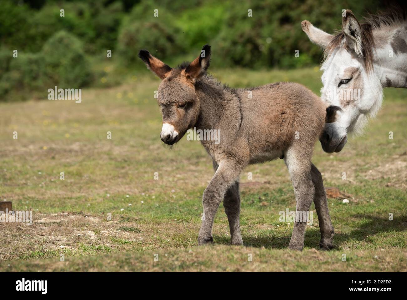 New Forest Donkey Foals Stock Photo