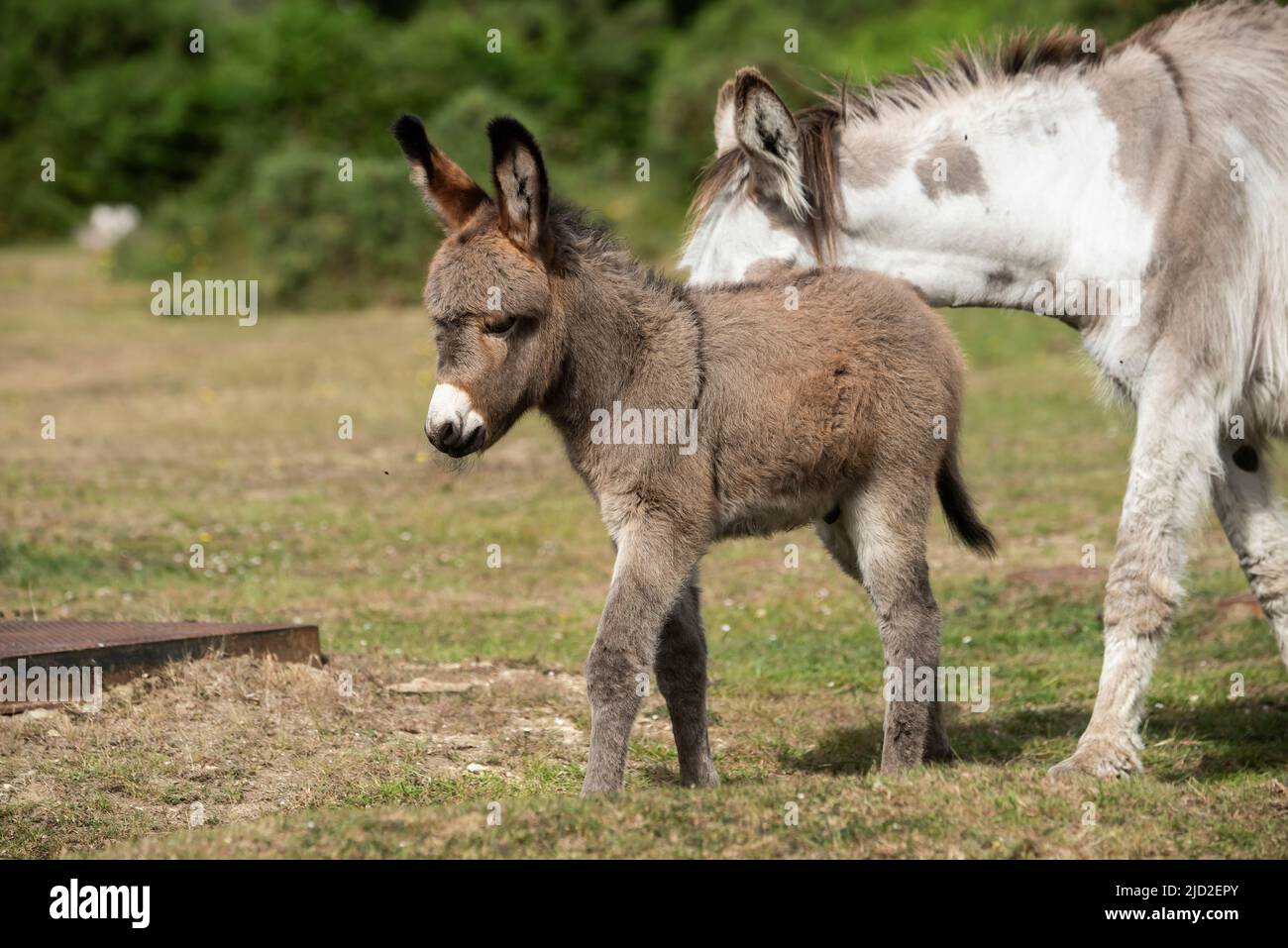 New Forest Donkey Foals Stock Photo