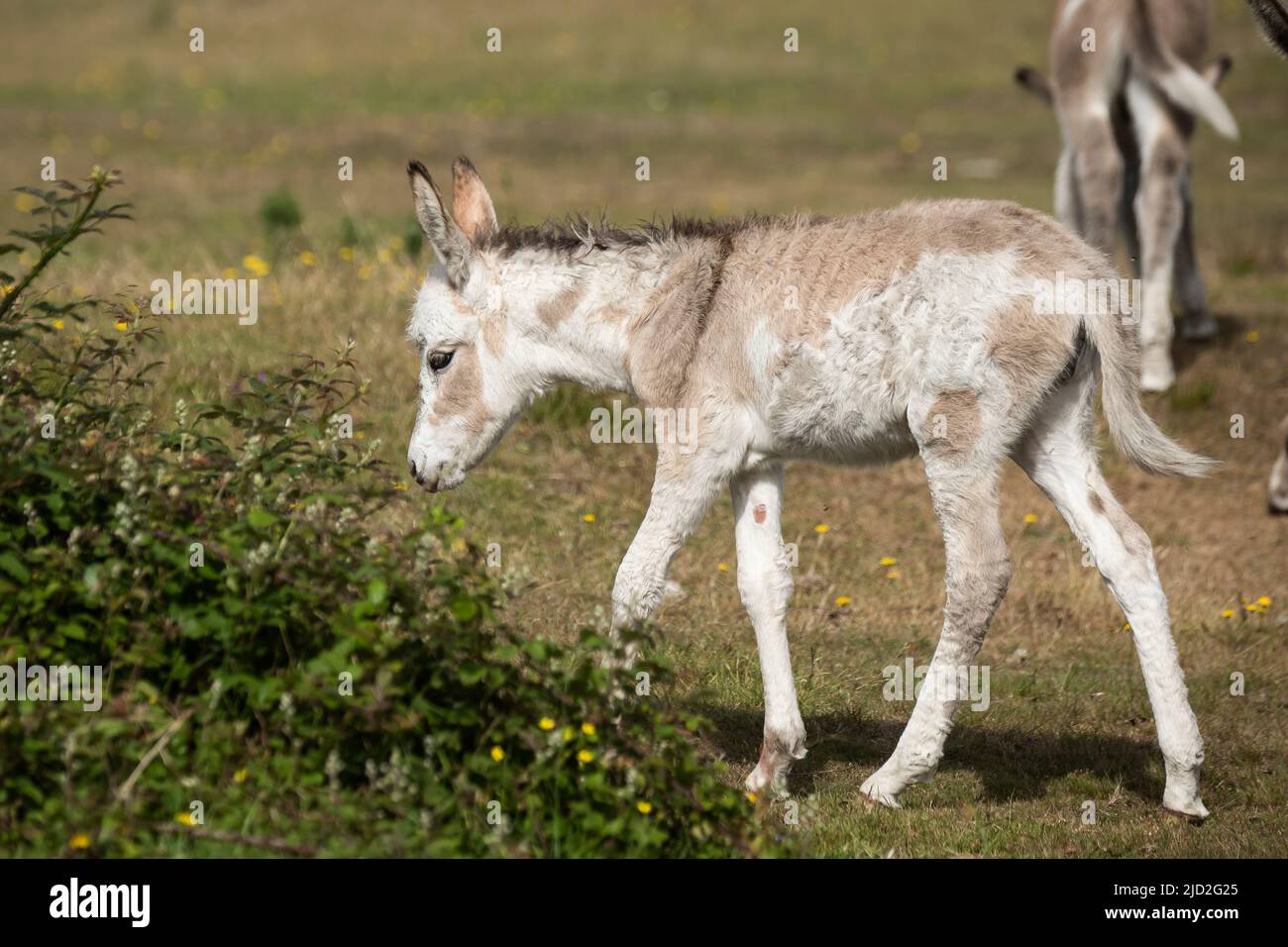 New Forest Donkey Foals Stock Photo