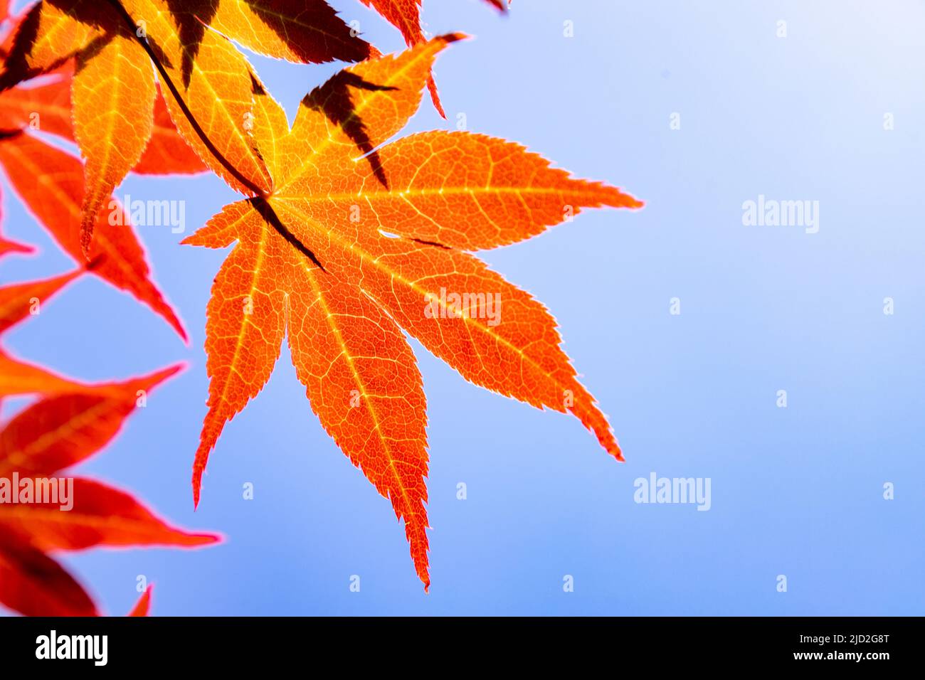 Orange acer leaves backlit by the sun against a blue sky Stock Photo