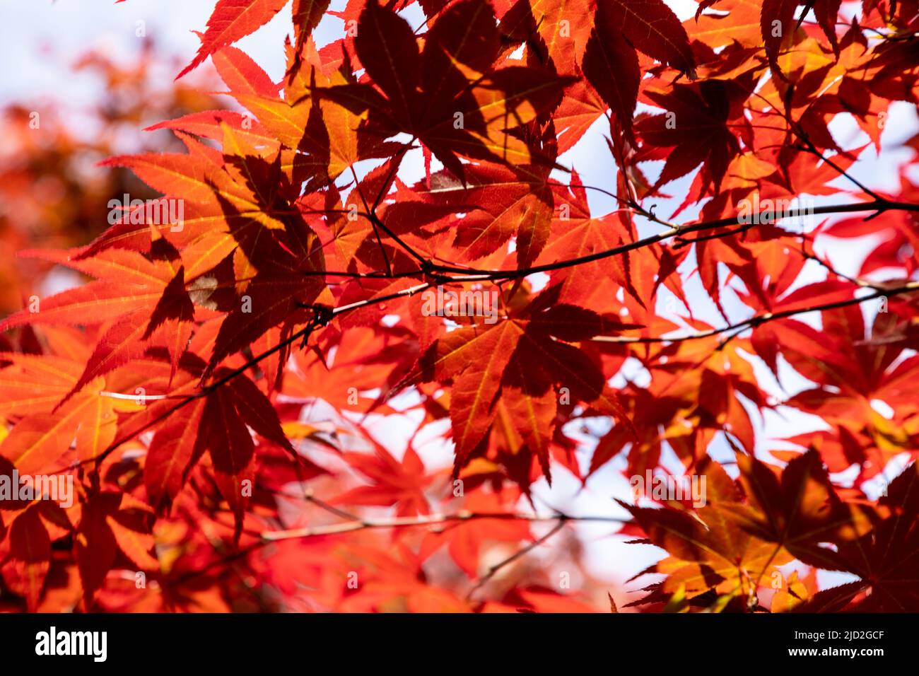 Orange acer leaves backlit by the sun against a blue sky Stock Photo
