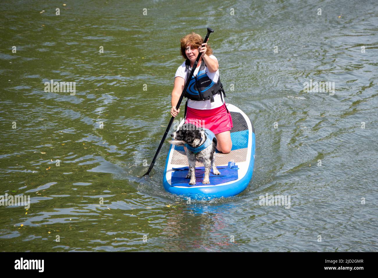 Cambridge, UK. 17th June, 2022. A woman and a dog keep cool in the sunny hot weather on a paddle board on the River Cam. Today is expected to be the hottest day of the year in the UK so far and temperatures are expected to rise above 30c in the heatwave. Credit: Julian Eales/Alamy Live News Stock Photo