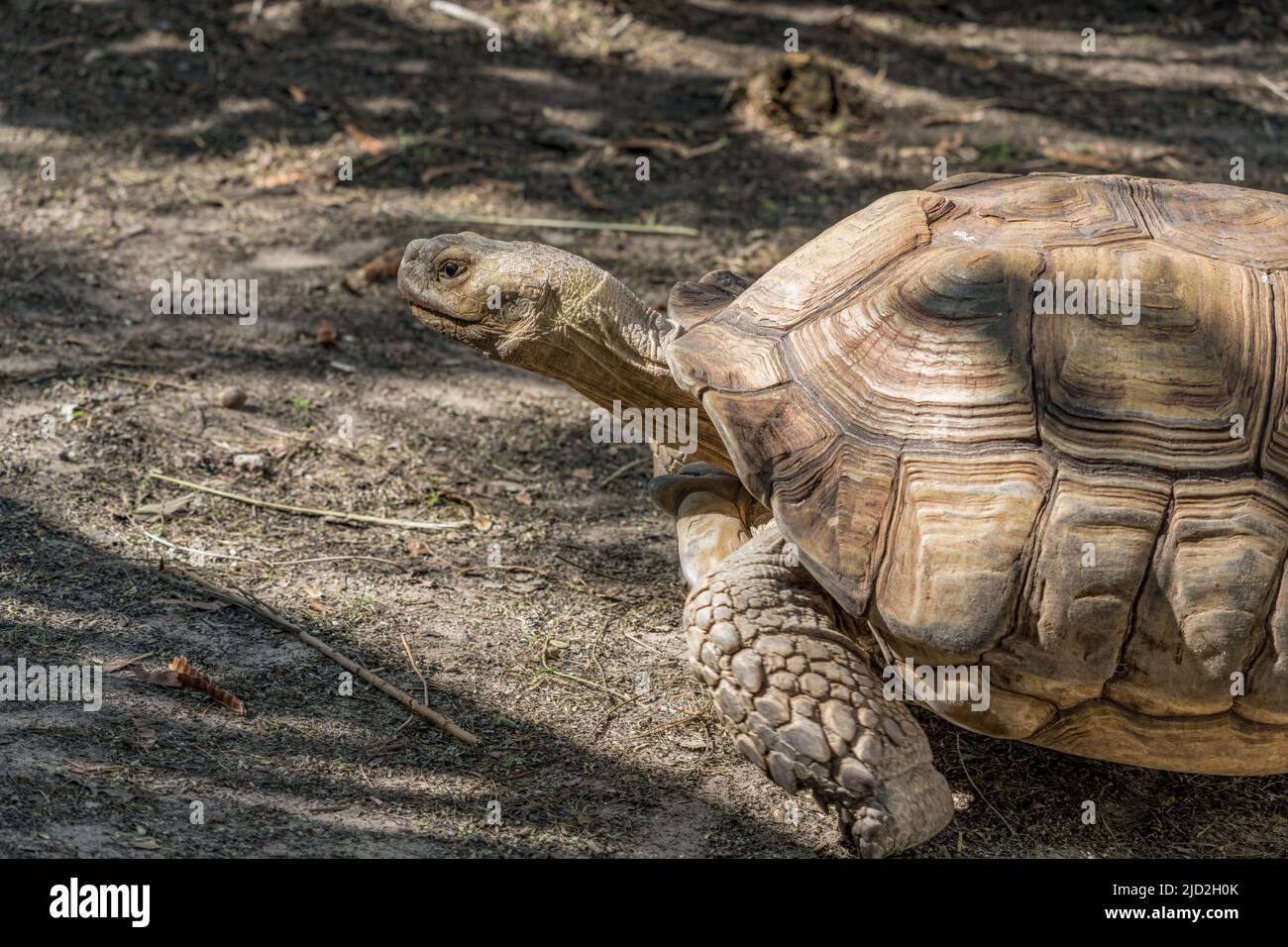 African Spurred Tortoise or Sulcata Tortoise, Centrochelyx sulcata, in the South Padre Island Birding & Nature Center, Texas. Stock Photo