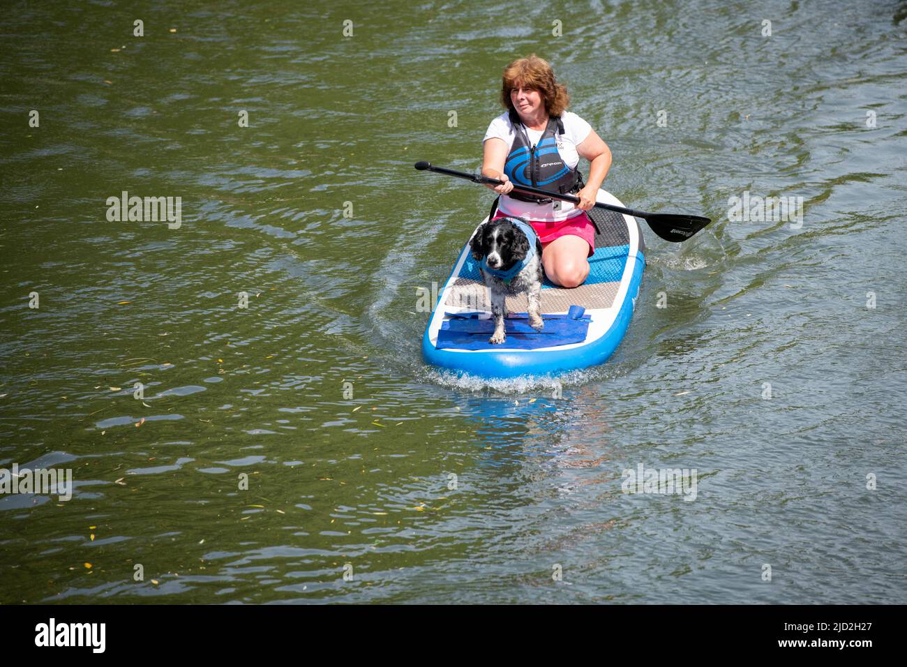 Cambridge, UK. 17th June, 2022. A woman and a dog keep cool in the sunny hot weather on a paddle board on the River Cam. Today is expected to be the hottest day of the year in the UK so far and temperatures are expected to rise above 30c in the heatwave. Credit: Julian Eales/Alamy Live News Stock Photo