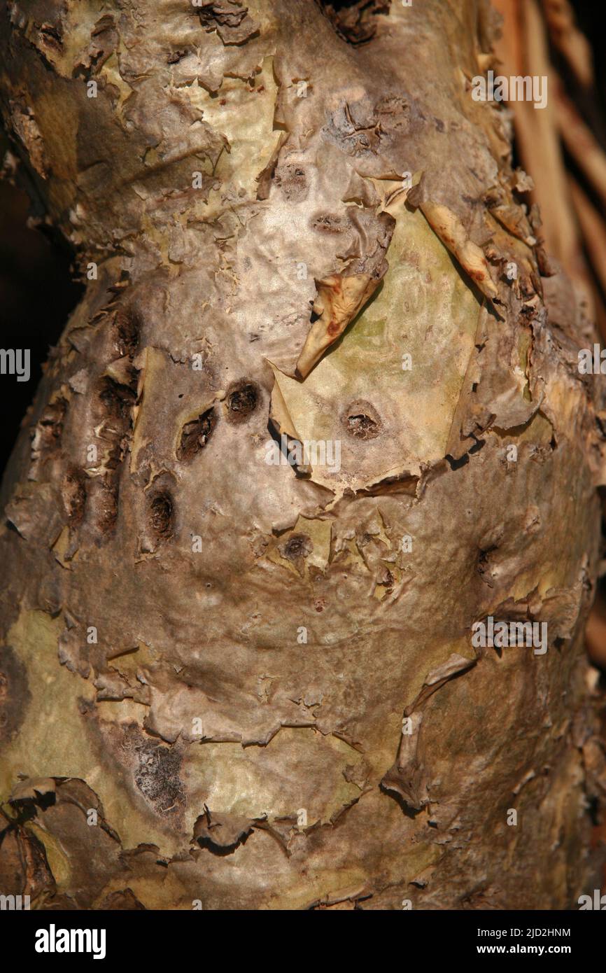 Closeup of Wild grape tree trunk, (Cyphostemma juttae), Voortrekker