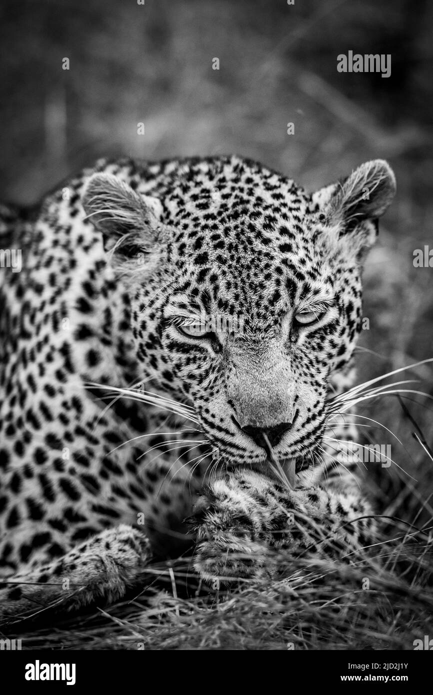Close up of a female Leopard in black and white in the Kruger National