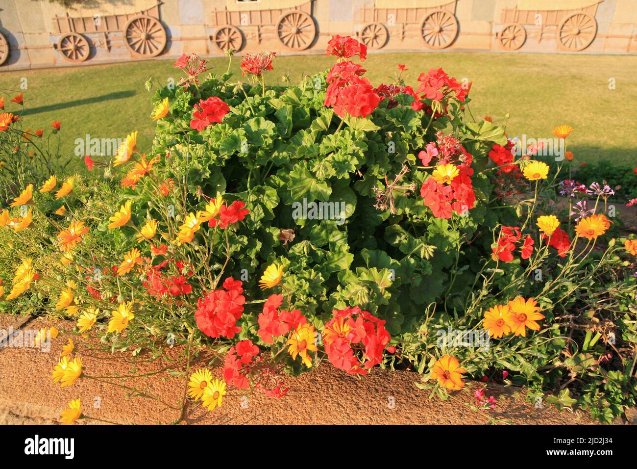 Geraniums and namaqualand daisies with ox cart reliefs on wall, Voortrekker Monument Museum, Pretoria/Tshwane, Gauteng, South Africa. Stock Photo