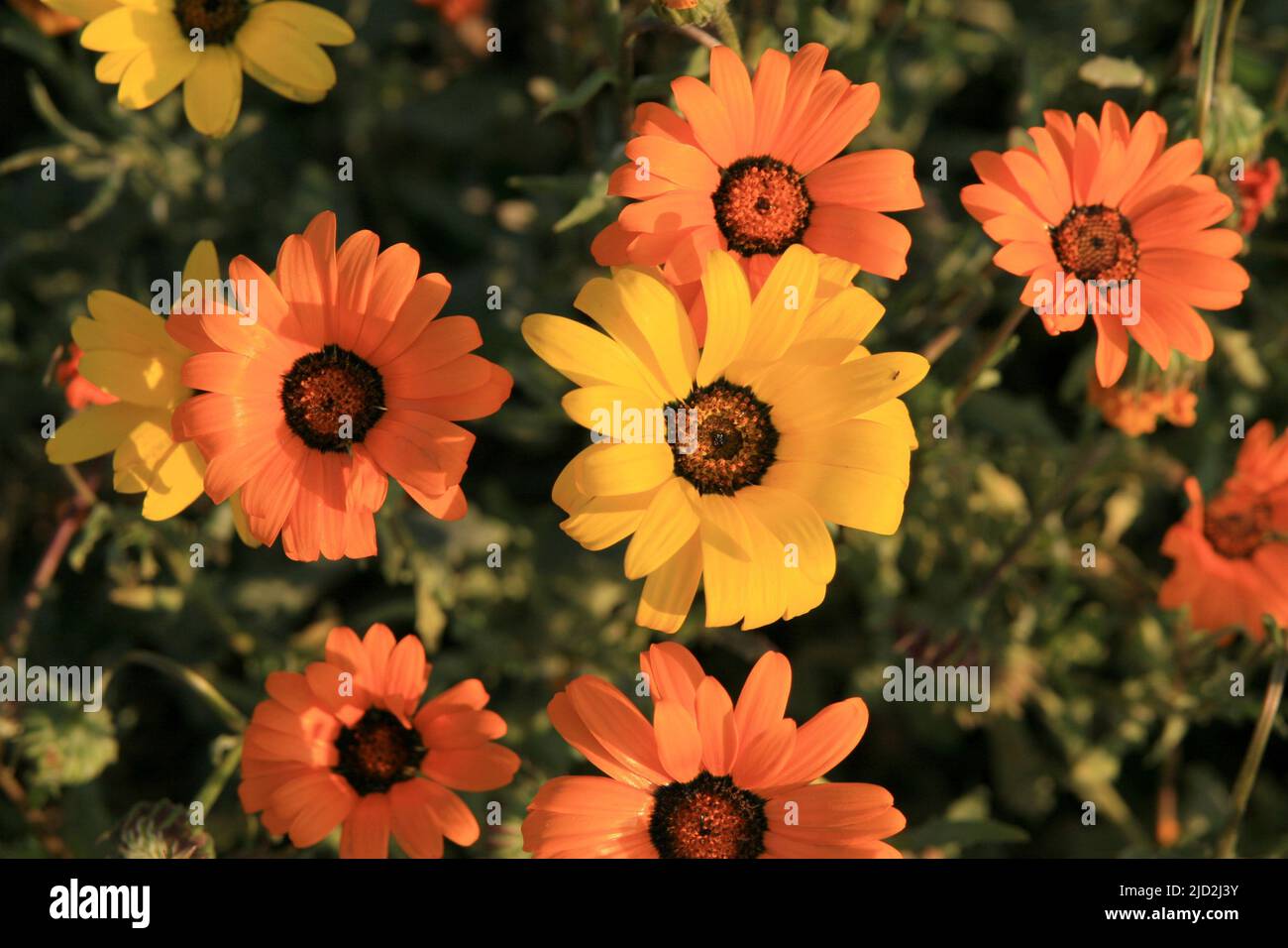 Close-up of Namaqualand daisies in flower bed, Voortrekker Monument Museum, Pretoria/Tshwane, Gauteng, South Africa. Stock Photo