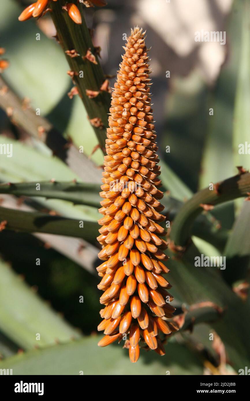 Bitter aloe (Aloe ferox), Pretoria National Botanical Garden, Pretoria/Tshwane, Gauteng, South Africa. Stock Photo