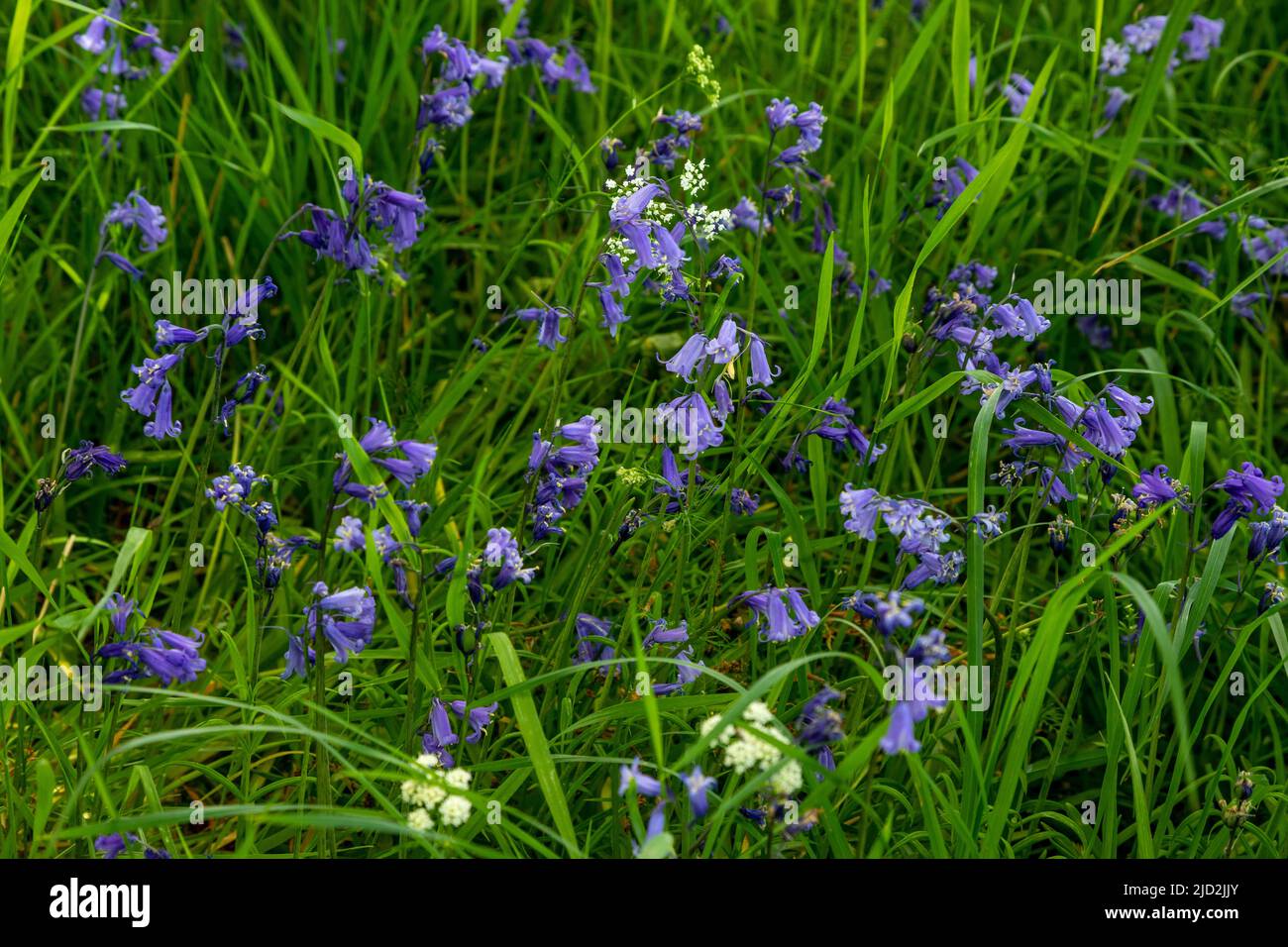 Bluebell woods, North Wales Stock Photo