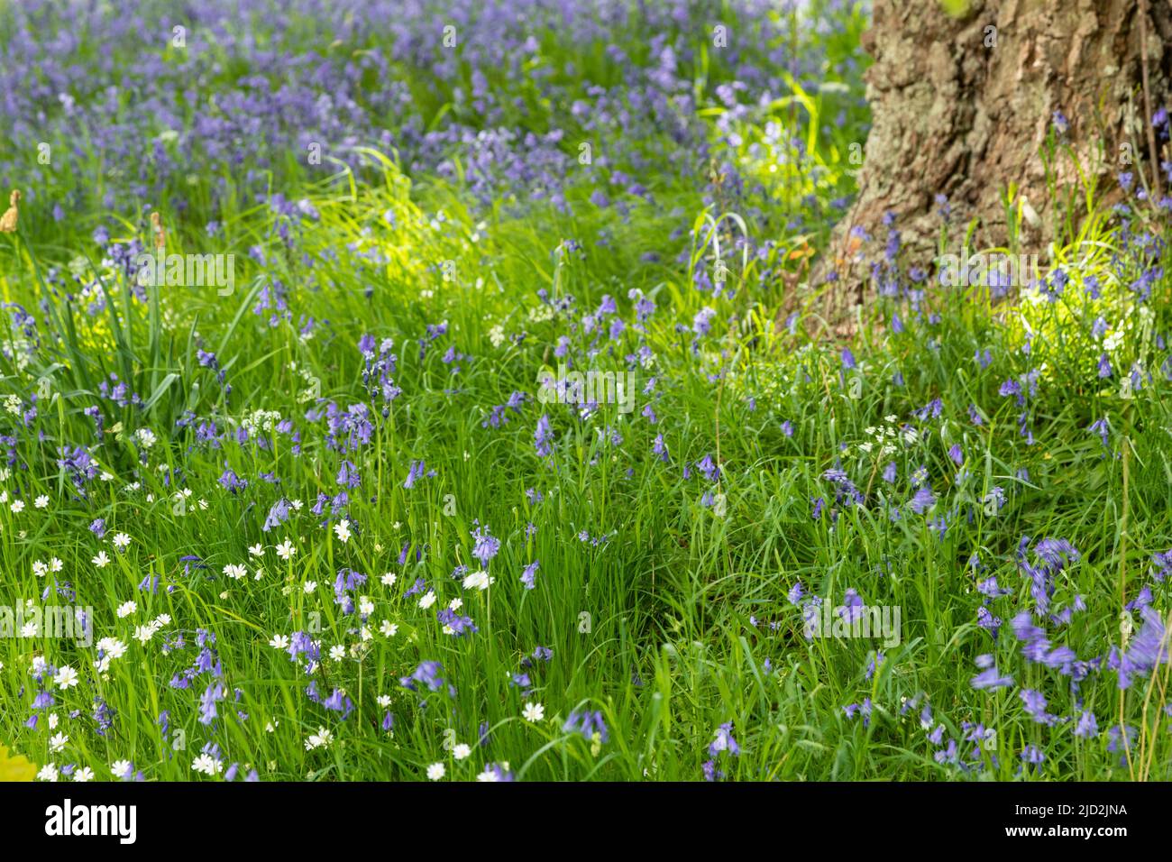 Bluebell woods, North Wales Stock Photo