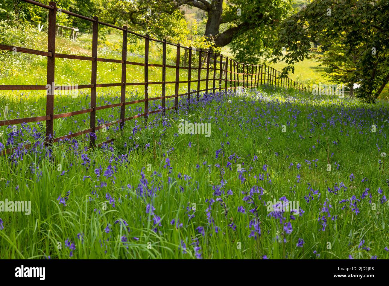 Bluebell woods, North Wales Stock Photo