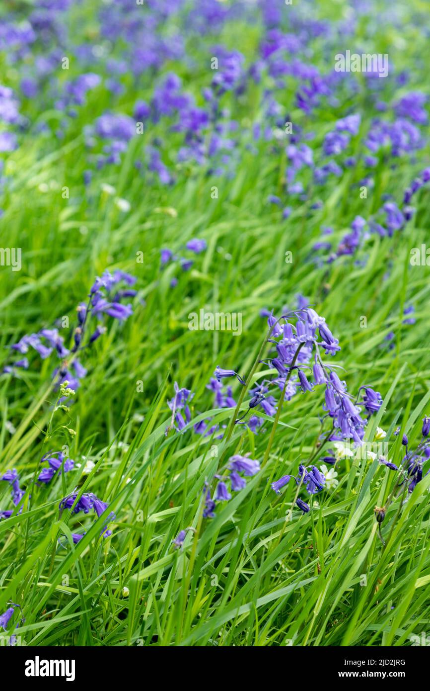 Bluebell woods, North Wales Stock Photo