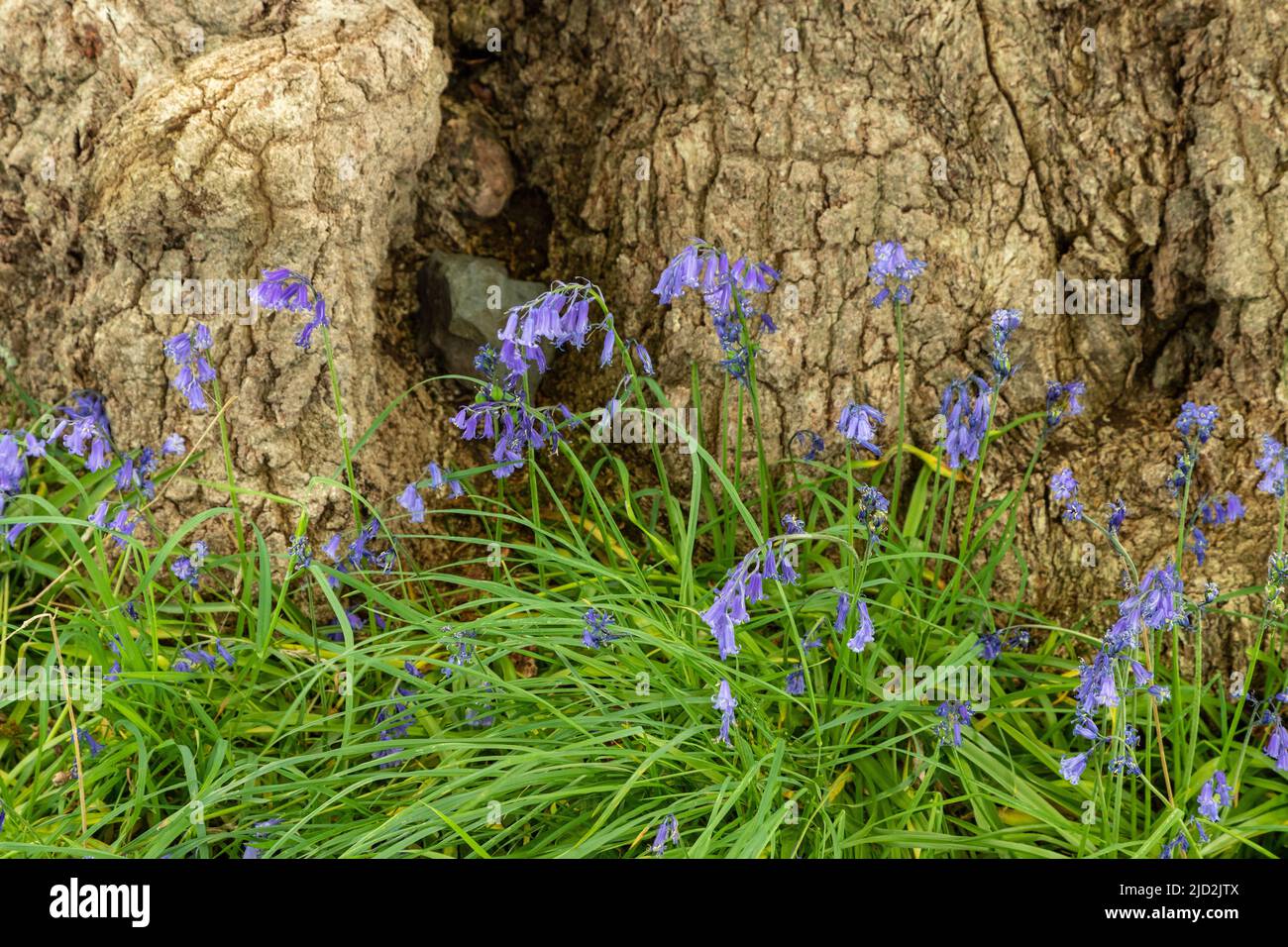 Bluebell woods, North Wales Stock Photo