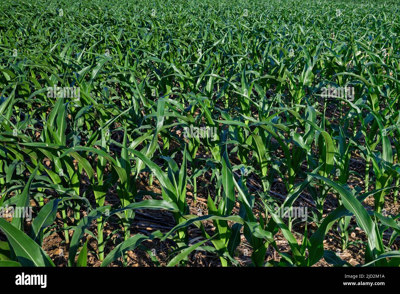 Corn or maize growing in the field in late day sun. It is a staple food in many parts of the world and used to feed livestock Stock Photo