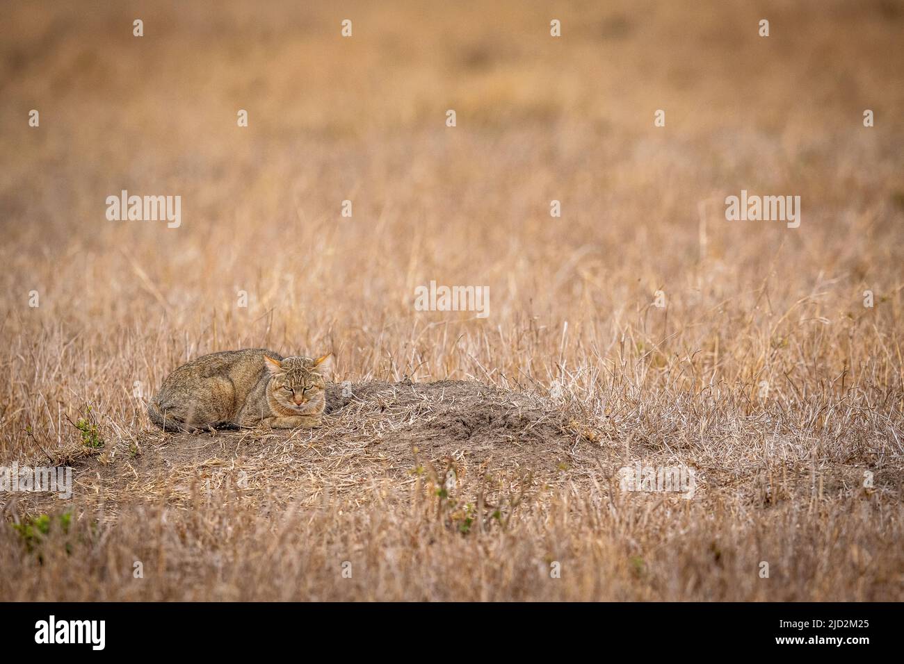 African wild cat laying down in the grass in the Kruger National Park ...