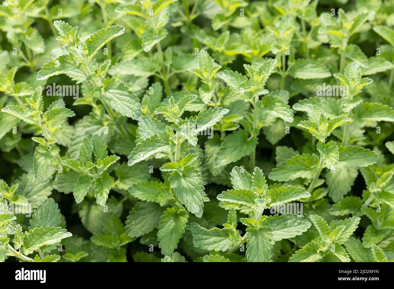 Nepeta grandiflora, Caucasus catmint leaves in an English garden in early summer Stock Photo